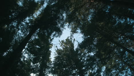 Bottom-up-shot-of-high-fir-trees-in-forest-against-blue-sky-in-background