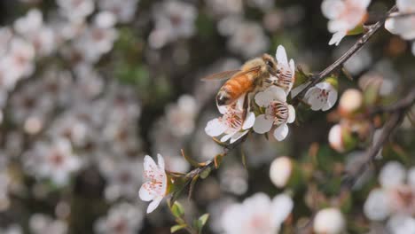 Western-Honey-Bee-sucking-sweet-nectar-from-wild-Manuka-flower-in-spring