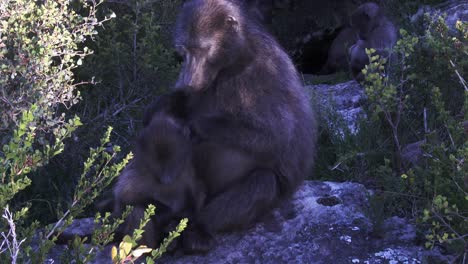 A-female-Chacma-baboon-with-her-infants-at-dawn