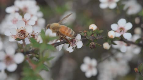Honey-bee-searching-for-best-nectar-from-fresh-Manuka-flowers-in-wild