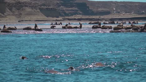 Seelöwen-Schwimmen-Im-Ozean-Mit-Kolonie-Im-Hintergrund,-Die-An-Der-Patagonischen-Küste-Liegen-Und-Sich-Aalen