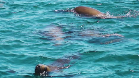Schöne-Seelöwen,-Die-Sich-An-Einem-Klaren-Sonnigen-Tag-Im-Patagonischen-Meer-Vergnügen---Slowmo