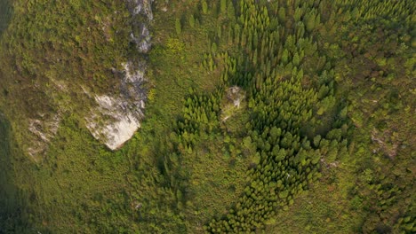 Mountainside-forest-landscape,-aerial-top-down-view