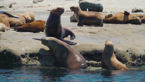 Sealions-relaxing-in-the-sun-on-the-Patagonian-coastline--slowmo