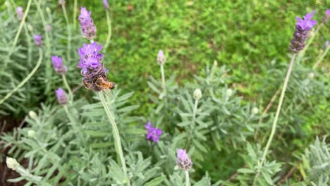 A-bee-flying-around-lavender-flowers-in-a-Mexican-garden