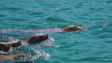 Swimming-Sea-Lions-On-Patagonian-Sea-On-A-Sunny-Day---slow-motion