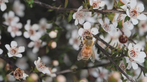 Honey-bee-pollinating-in-natural-habitat,-going-from-flower-to-flower,-Manuka