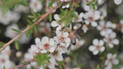 Schöne-Weiße-Manuka-Blüten,-Die-Von-Der-Westlichen-Honigbiene-Bestäubt-Werden