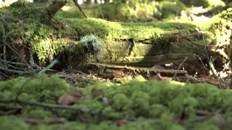 Low-angle-green-plants-on-the-ground-with-mossy-lying-wood-and-trees-during-sunlight-in-nature,-tilt-up