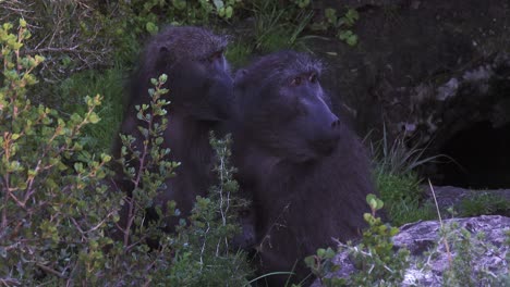 Two-subadult-baboons-at-dawn-near-their-sleeping-site-in-Africa