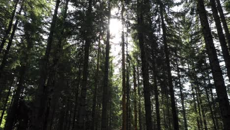 sun-peeping-through-dense-forest