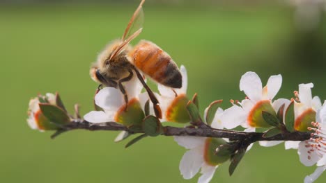 Honigbiene-Trinkt-An-Einem-Sonnigen-Tag-Aus-Weißer-Manuka-Blume-Und-Fliegt-Davon,-Nahaufnahme