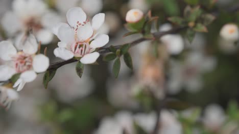 Rack-focus-on-cute-little-honey-bee-sucking-nectar-from-white-Manuka-flower