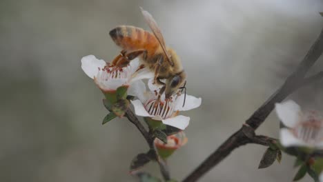 Europäische-Honigbiene,-Die-Frischen-Nektar-Aus-Der-Manuka-Blume-Sammelt,-Nahaufnahme