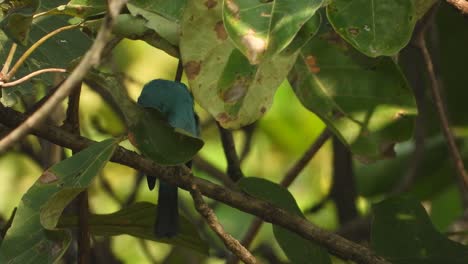 Pájaro-De-Pico-De-Cera-Azul-En-El-árbol
