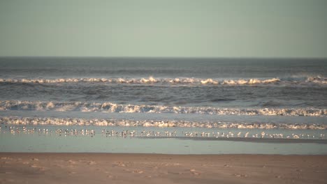 Flock-Of-Birds-Foraging-On-The-Shore-With-Swirling-Ocean-Waves-At-Sunset---Medium-Shot,-Slow-Motion