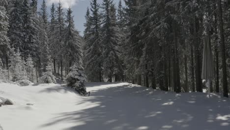 Dense-pine-forest-at-Kope-winter-resort-in-the-Pohorje-mountains-Slovenia,-Aerial-dolly-in-shot