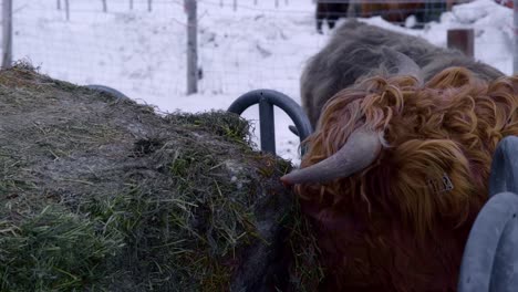 Domestic-highland-bull-eating-from-haystack