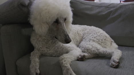 Weißer-Pudelhund,-Der-Auf-Dem-Sofa-Liegt-Und-In-Die-Kamera-Schaut
