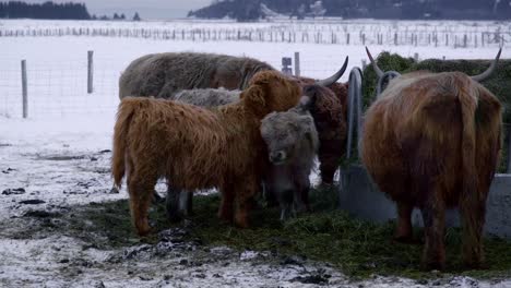 Two-young-highland-pushing-each-other-in-winter