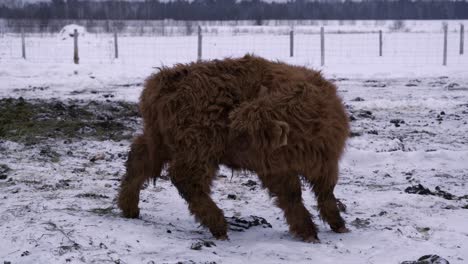 Young-highland-bull-in-winter