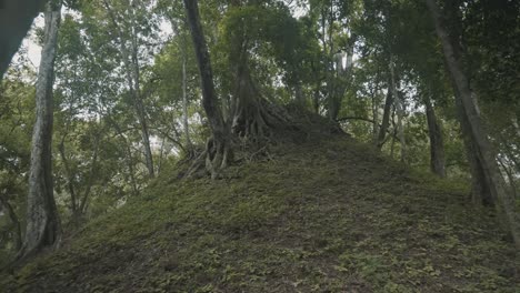 Revealing-Shot-Of-Huge-Trees-With-Exposed-Roots-In-The-Mountain