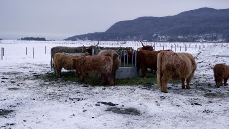 Highland-cattle-eating-hay-in-winter