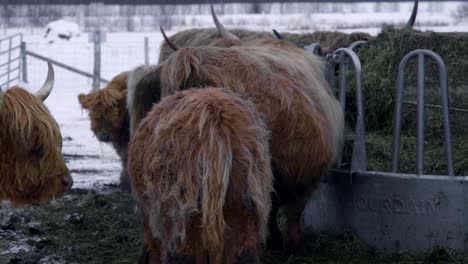 Pan-over-a-highland-cattle-in-winter-eating-hay