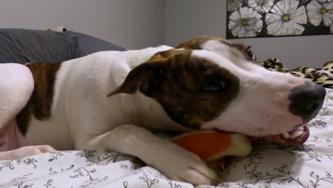 Pit-bull-puppy-playing-with-chew-toy-bone