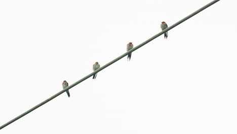 Four-small-birds-perched-on-electric-line-with-bright-sky-background