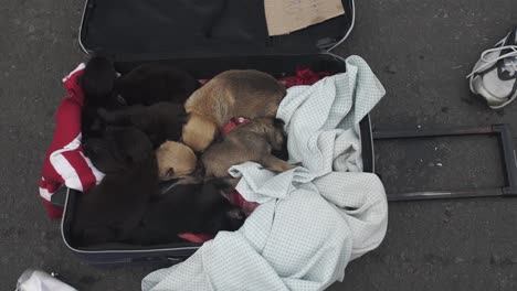 Static-high-angle-shot-of-puppies-sleeping-on-suitcase-at-street-market