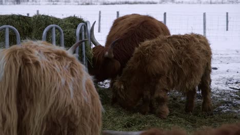 Domestic-highland-cattle-eating-hay