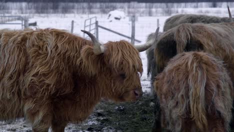 Highland-bull-chewing-beside-the-herd-in-winter