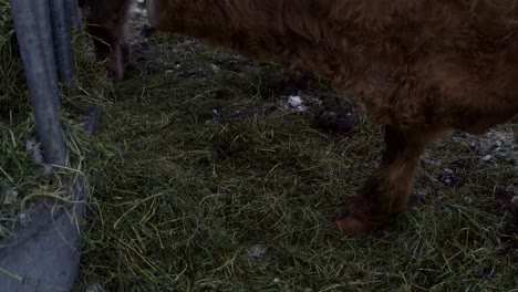 Close-up-of-a-highland-bull-eating-hay