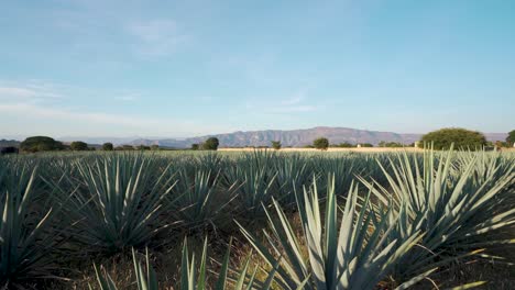 Large-Field-of-Agave-Plants-at-a-field-in-the-municipality-of-Tequila,-Jalisco,-Mexico