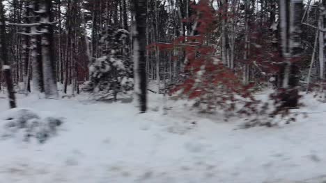 Schöne-Schneebeladene-Bäume-In-Einem-Wald