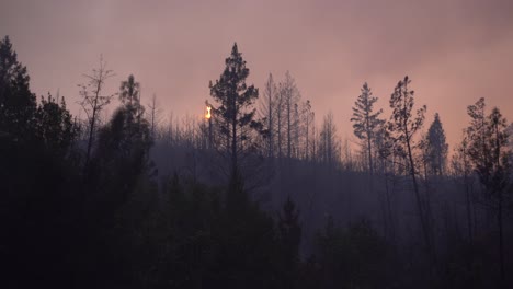 Großer-Waldbrand-Verbrennt-Gestrüpp-Und-Bäume