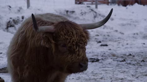 Close-up-of-a-highland-bull-with-large-horns