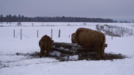 Highland-bulls-eating-hay-in-Quebec-countryside