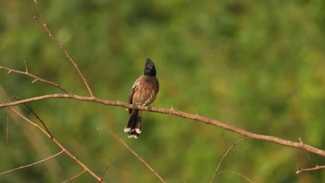 red-vented-bulbul-in-tree-.