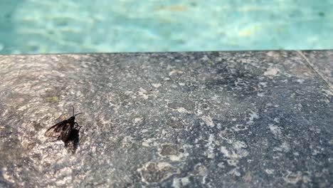 A-large-black-fly-on-the-edge-of-the-swimming-pool-with-wings-fluttering-in-the-breeze