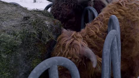Domestic-highland-cattle-eating-from-haystack