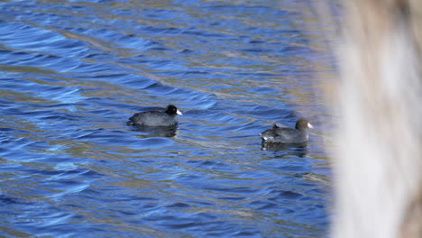 American-Coots-swimming-along-one-the-gentle-waves-of-a-deep-blue-lake---slow-motion