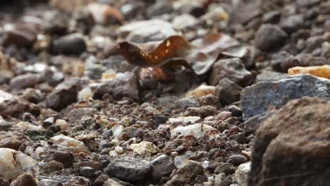 Ants-walking-on-rocks-.