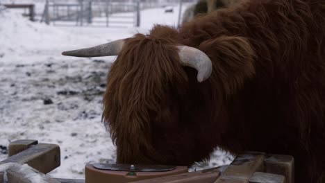Highland-bull-with-big-horns-in-front-of-heard