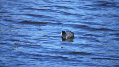 One-adult-American-coot-floating-along-on-the-waves-of-a-lake-on-a-windy-day---isolated-slow-motion