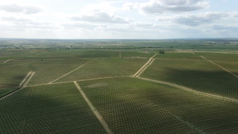4k-Luftaufnahme-Einer-Olivenöl-Baumfarm-In-Portugal
