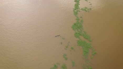 Drohnenansicht-Eines-Winzigen-Einheimischen-Kanus,-Das-Zwischen-Schwimmenden-Algen-Auf-Dem-Orinoco-Fluss-Kreuzt