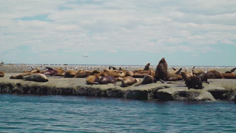 Colony-of-relaxing-and-resting-sea-lions-on-rocky-shore-during-sunny-day-in-Patagonia