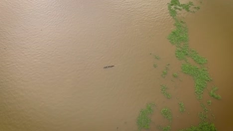 Aerial-view-of-a-tiny-indigenous-canoe-cruising-the-Orinoco-River-between-floating-algae